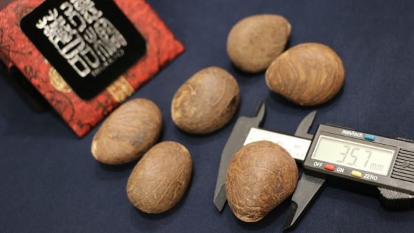 台灣德榕藏品｜象牙果原果｜DIY雕刻素材