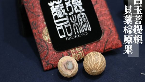 台灣德榕藏品｜白玉菩提根原果貝葉棕｜DIY雕刻素材